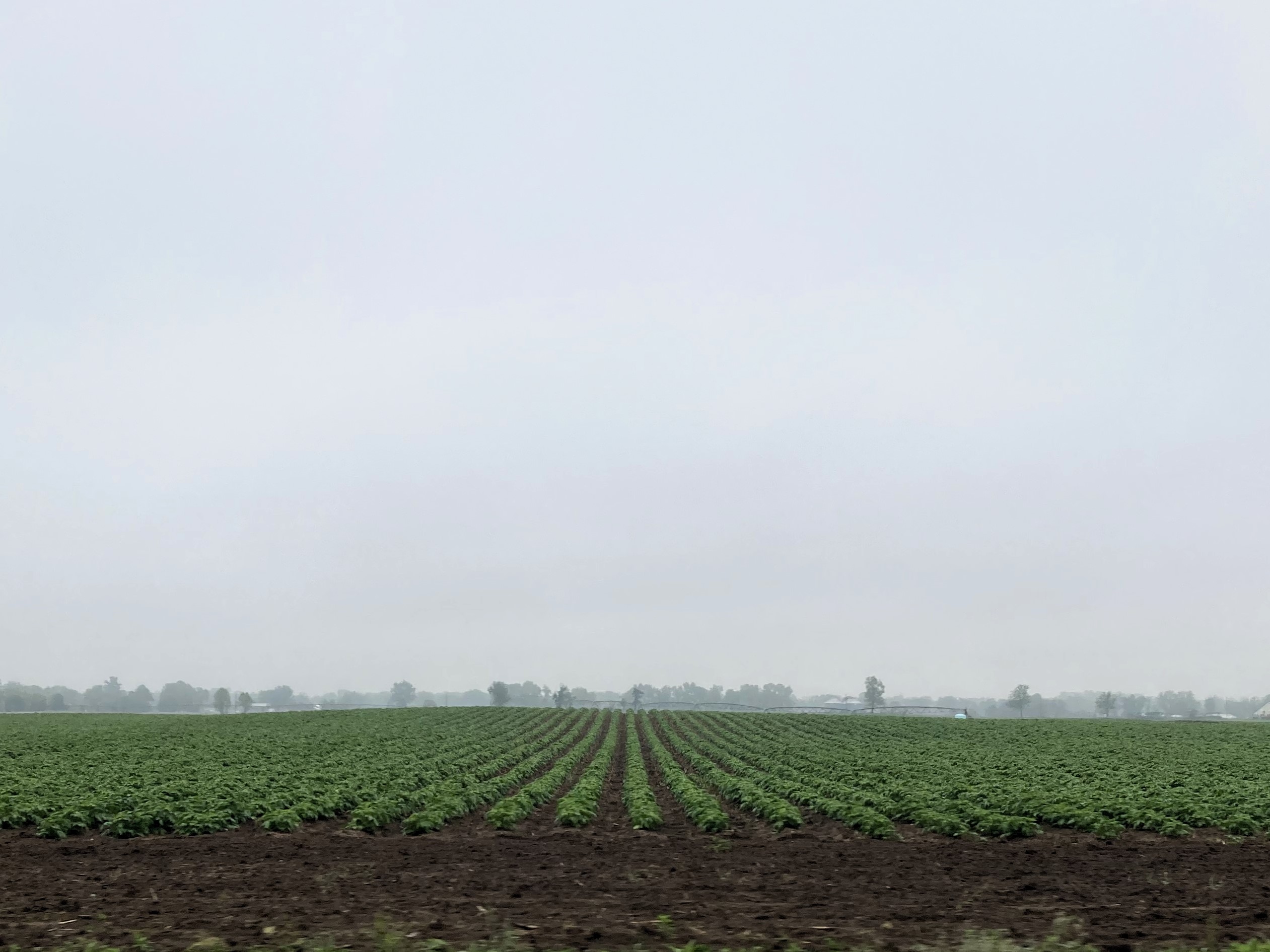 25 Potatoes entering TI cropped.jpg